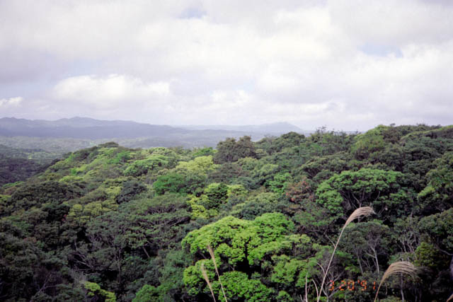 沖縄の森