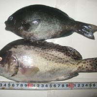 fish_2011 006