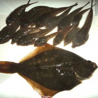 fish_2011 009