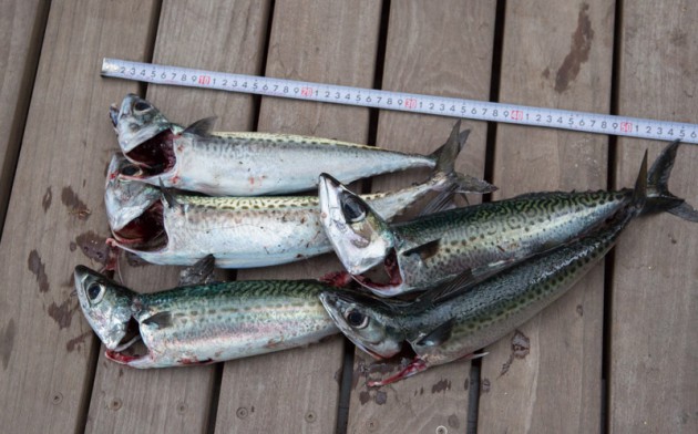 福浦岸壁で大サバ釣り釣果