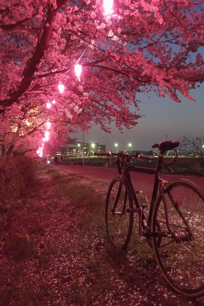 ライトアップされた鴨居の桜