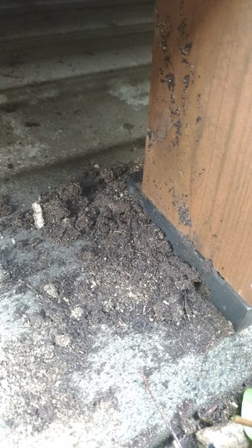 壊したシロアリの蟻道