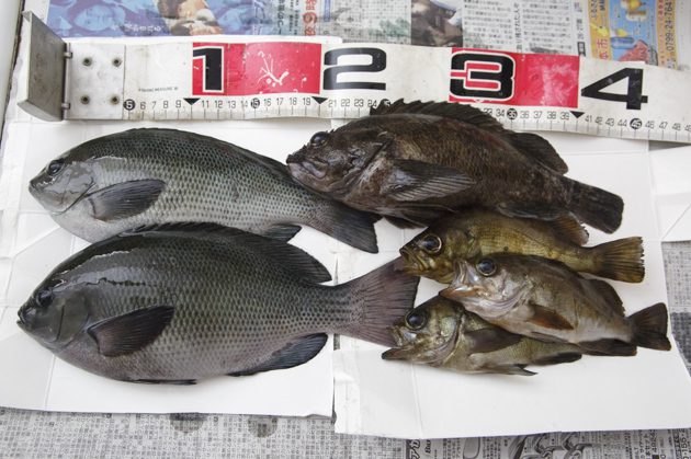 福浦岸壁の釣果