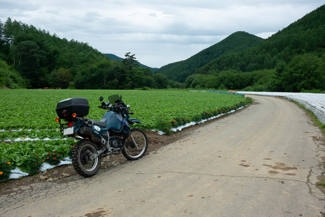 川上村のレタス畑