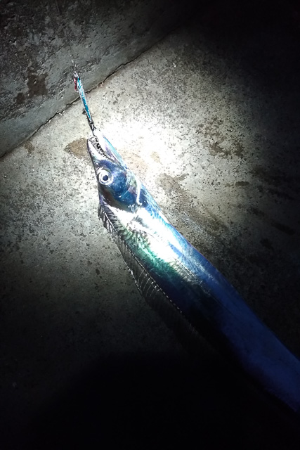 福浦の太刀魚