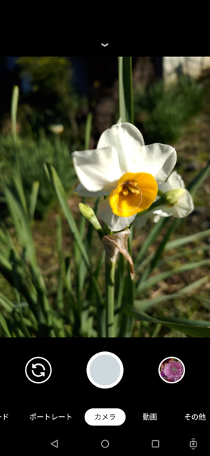 ZenFone6で撮影した花