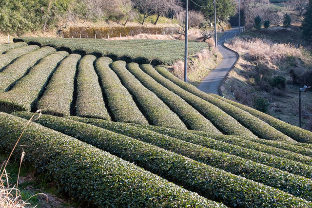 神奈川ツーリング〜秦野の菜の花台・寄の茶畑