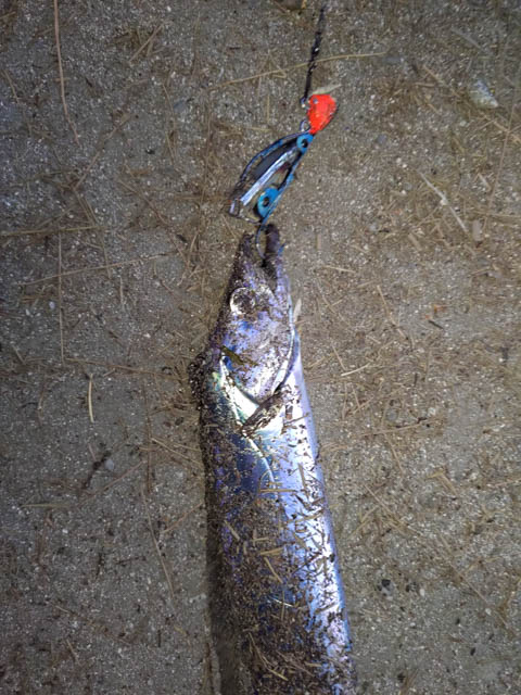 タチウオゲッター風自作テンヤで釣れた太刀魚