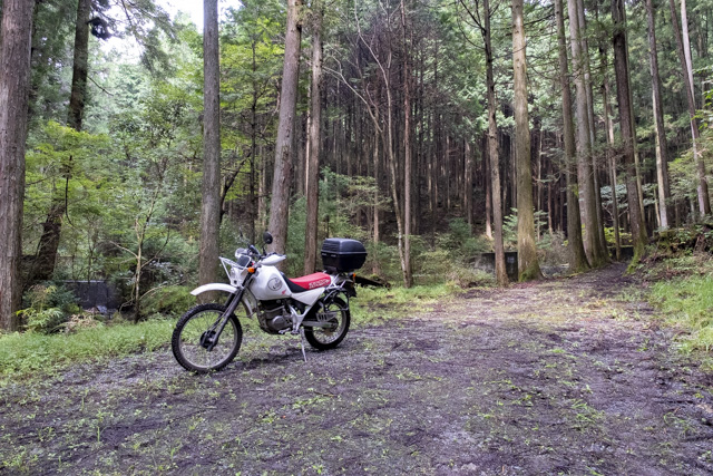 林道・桐の木平線の終点