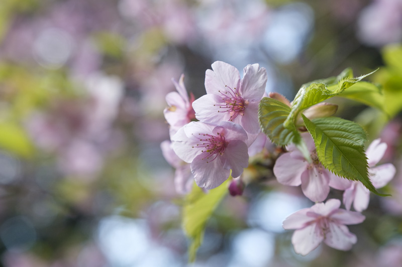 千葉の林道の河津桜を見に行くツーリング！