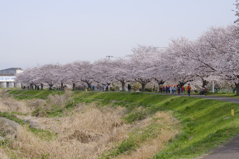 鴨居の土手の桜