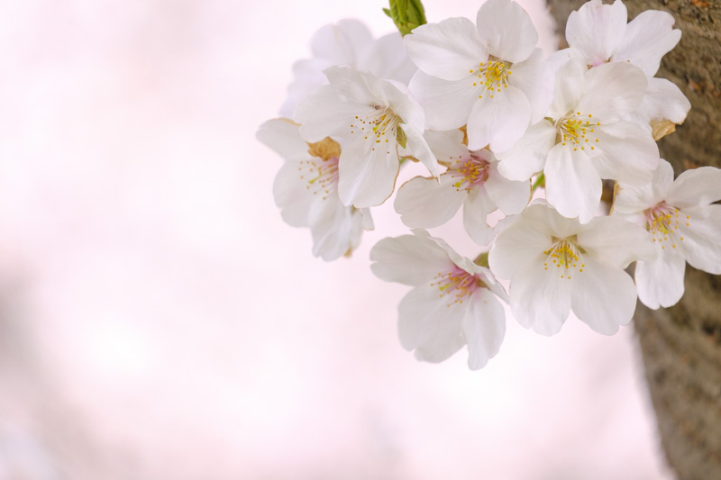 鴨居の土手の桜