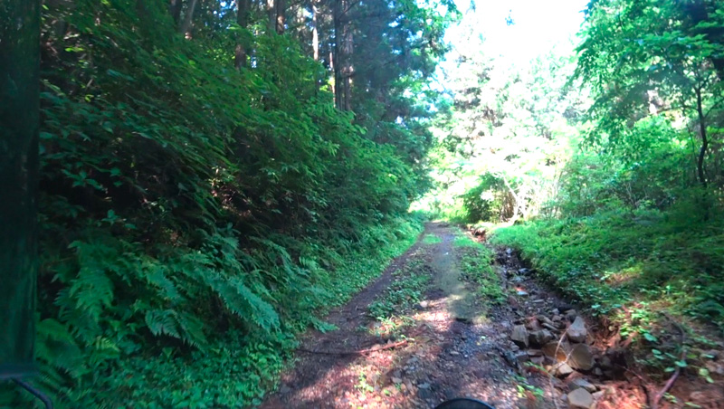 中沢林道（東京・高尾）