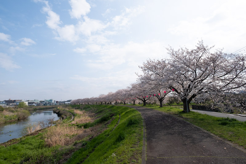 鴨居の桜並木（春）