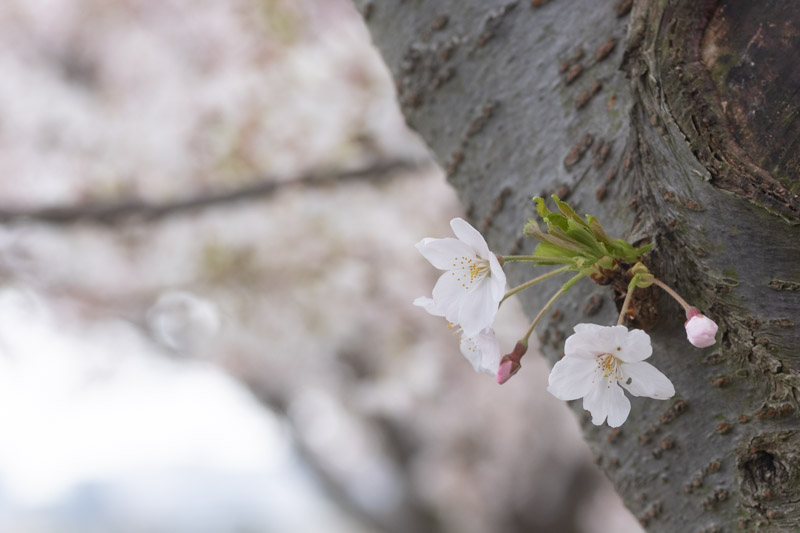鴨居の桜並木（春）