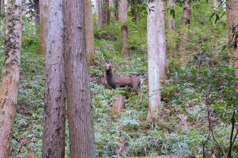 林道 幸神入線（東京）で見た鹿