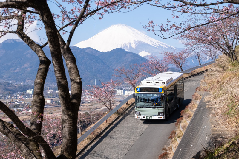 まつだ桜まつりと富士急行バス