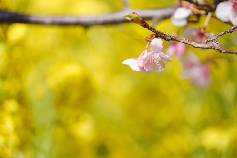 まつだ桜まつり 河津桜と菜の花
