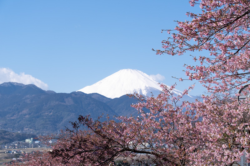 まつだ桜まつり 河津桜と富士山