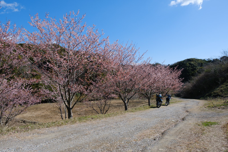 河津桜の名所と林道を走る千葉ツーリング