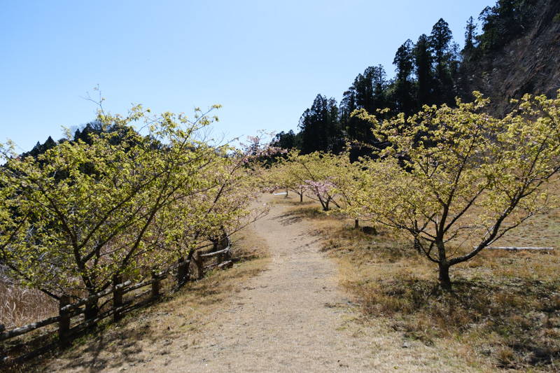 河津桜の名所と林道を走る千葉ツーリング