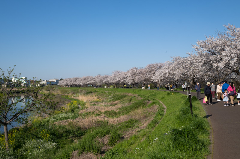 鴨居の桜並木