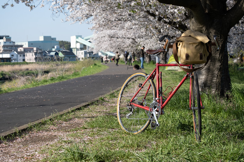 鴨居の桜並木