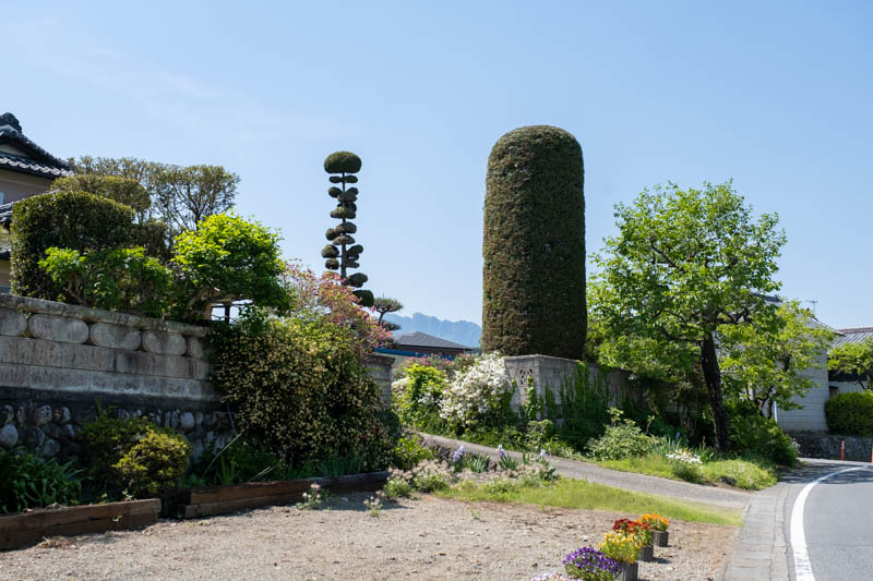 民家の庭にそびえ立つ塔のような植木