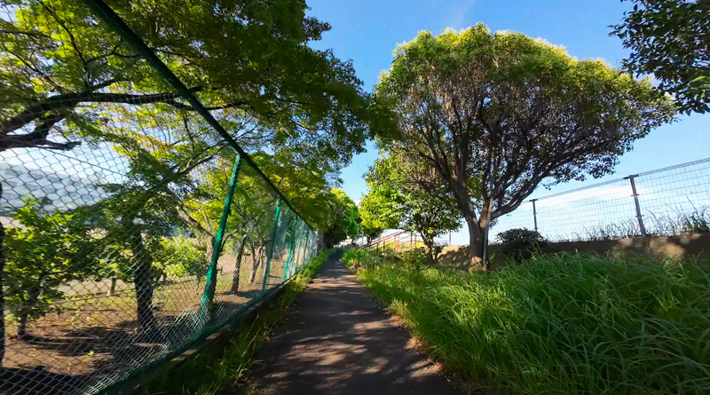 海老取川沿いの遊歩道