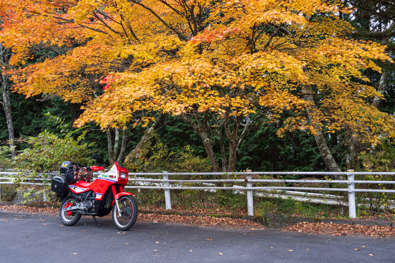 県民の森の紅葉