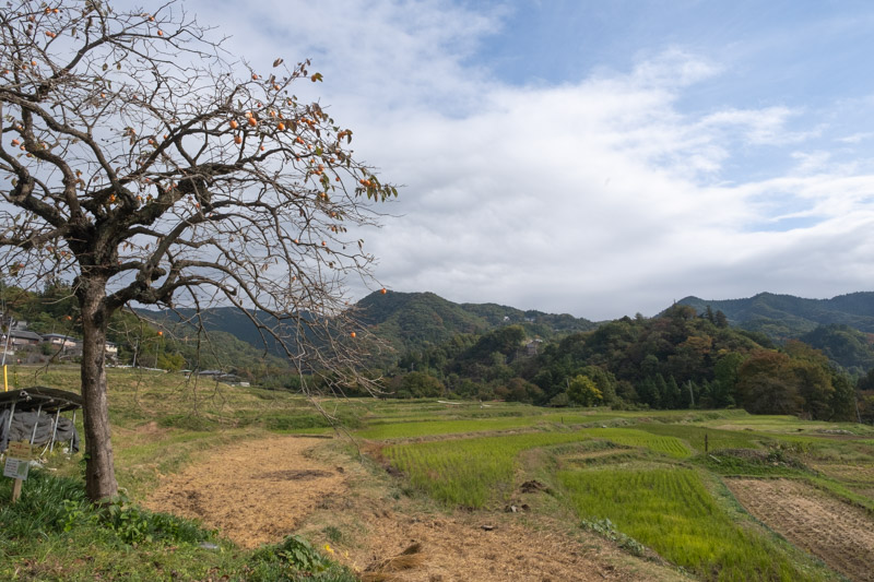 寺坂棚田