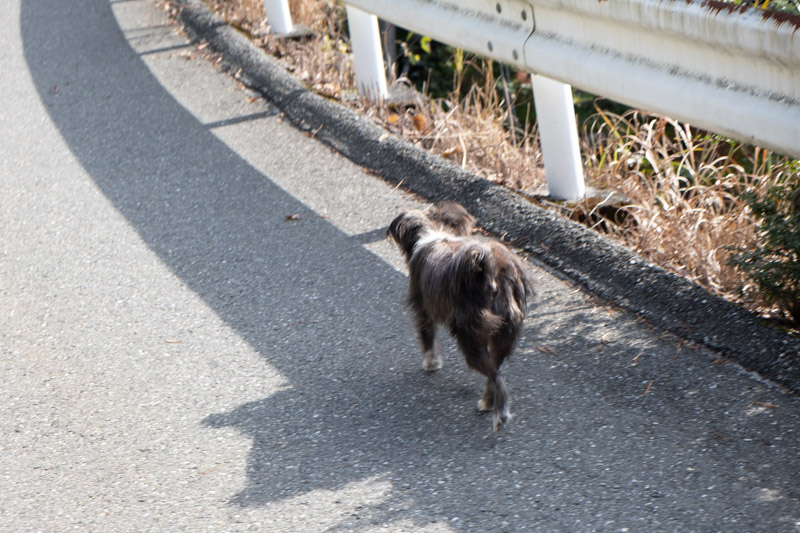 手掘り隧道の案内犬