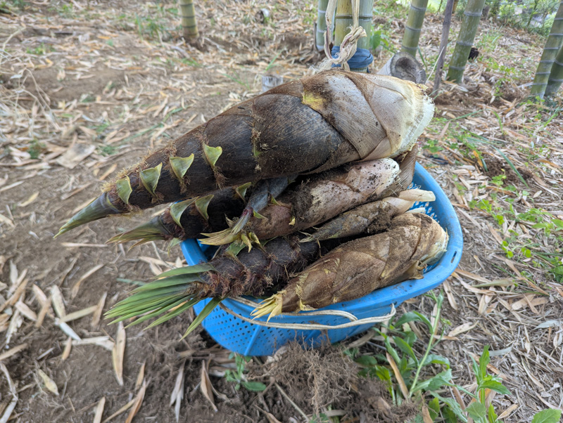 タケノコの収穫