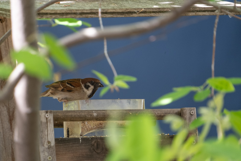 鳥の餌台に来たスズメ