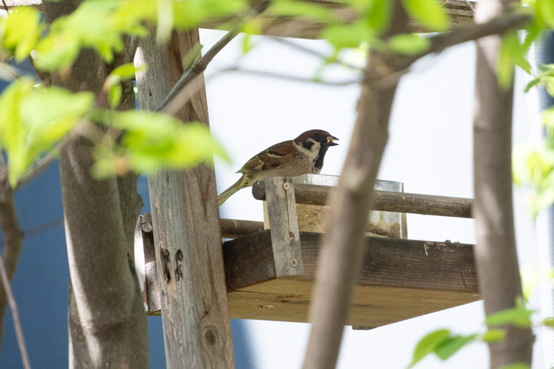 鳥の餌台に来たスズメ
