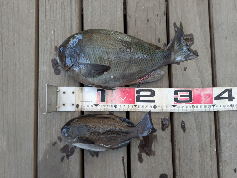 釣果