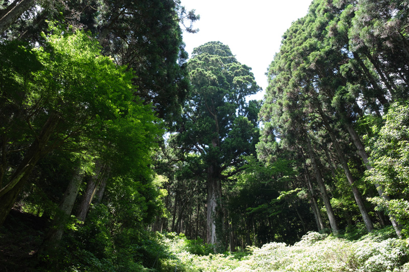 林道 滑沢線（静岡）の地図