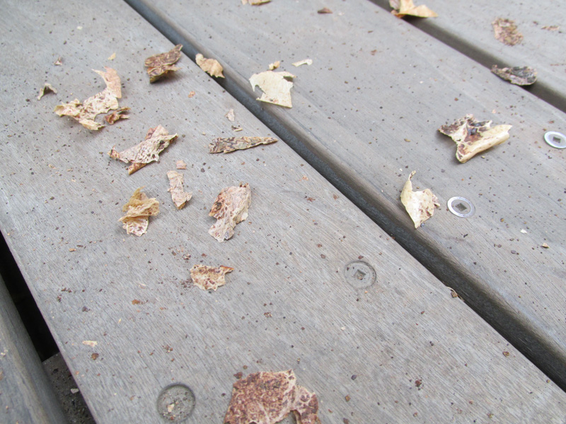 剥がれたコーティング剤