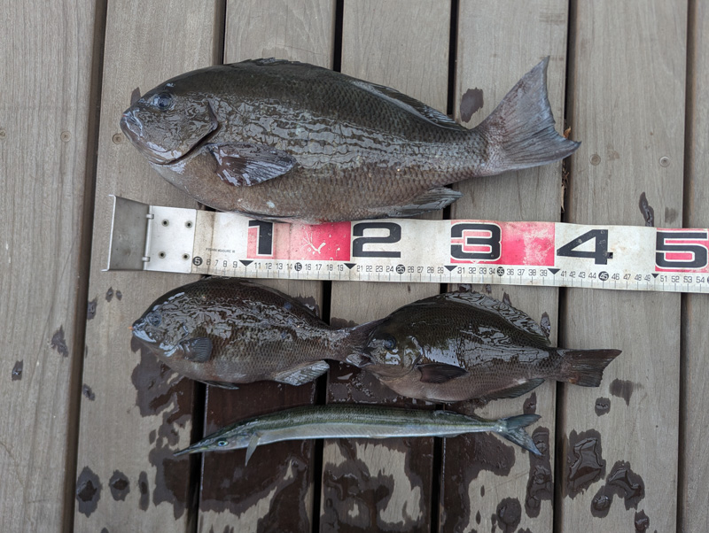 あけましておめでとうございます・2026年