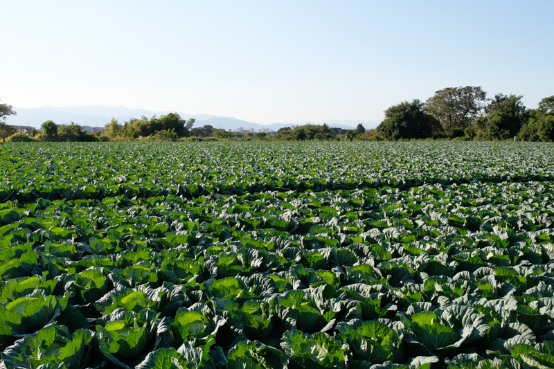 旧上瀬谷通信基地跡地の裏の農地