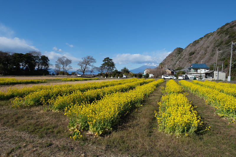 西伊豆ドライブ
